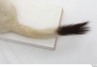 Weasel tail 0006.jpg